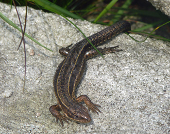 Lizard Photo